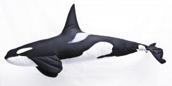 Gaby Killer Whale Pillow