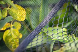 Guru Duel 600 Specimen Landing Net