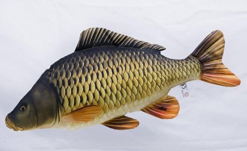 Gaby Common Carp Pillow